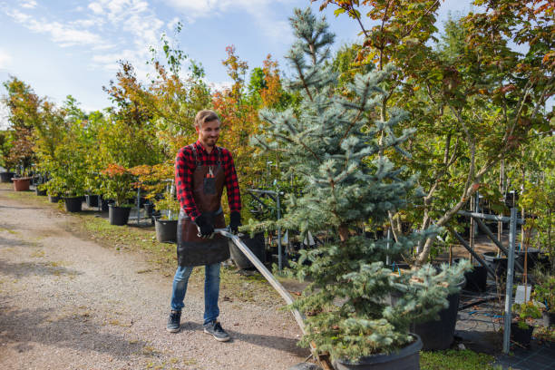 Best Arborist Services Near Me  in Edmond, OK